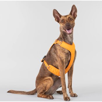 Paikka Visibility Harness for Dogs, Orange, XS