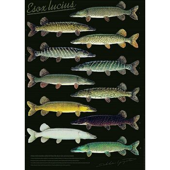 Sakke Yrjölä Pike variations (Hauki Esox lucius) poster, 50 x 70 cm