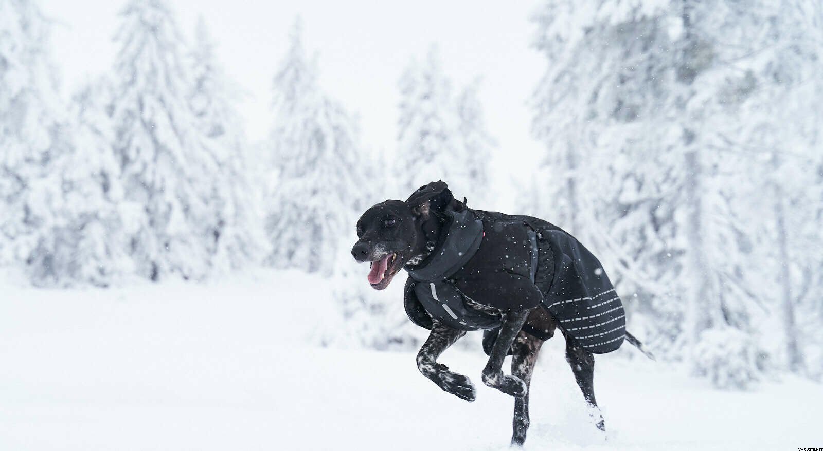 Glacier wool jacket Clearance