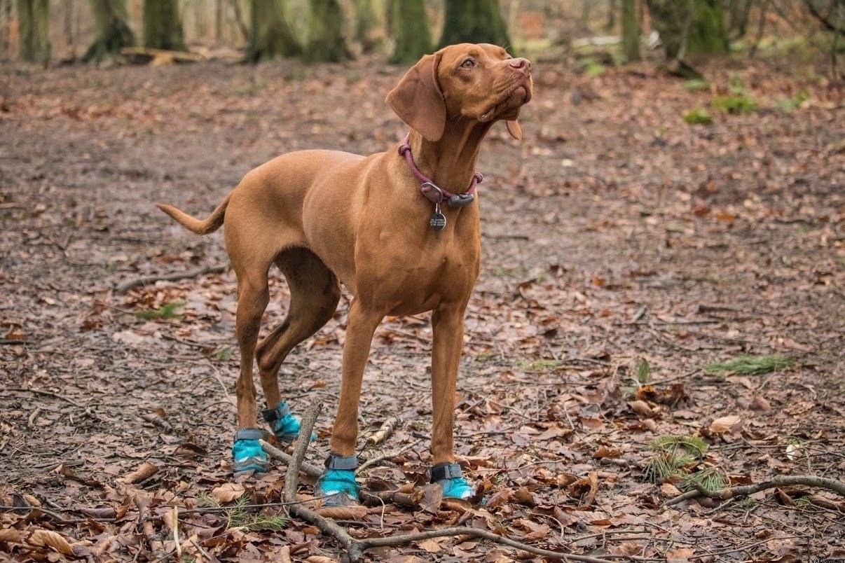 grip trex dog boots